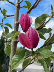 Magnolia Rose Marie Tree 8/10cm Girth Pre Order/Ready For June