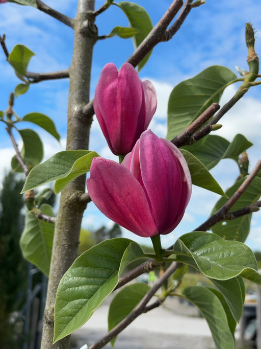 Magnolia Rose Marie Tree 8/10cm Girth Pre Order/Ready For June