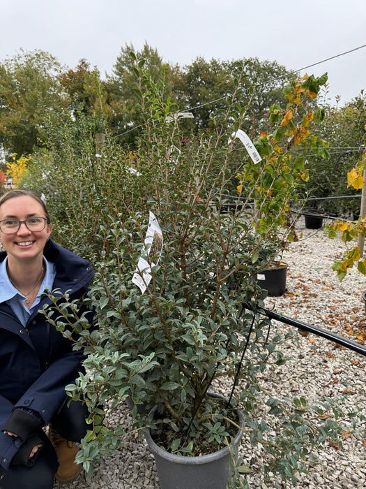 Osmanthus Burkwoodii 15 litre Pot