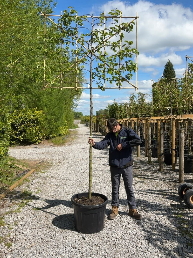 Pyrus Chanticleer Pleached 12/14cm Girth 180 Stem 150cm Wide x 120cm Tall