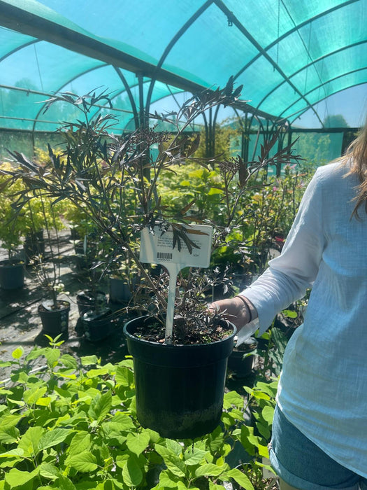 Sambucus Nigra Black Lace 3 Litre Pot