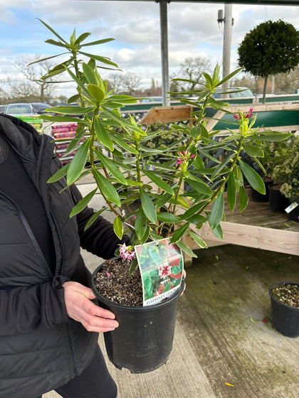 Daphne Odora Aureomarginata 4.5 Litre Pot