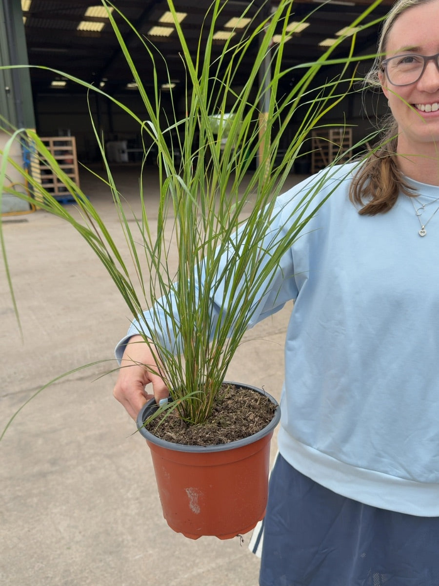 Stipa Arundinacea 2 Litre Pot