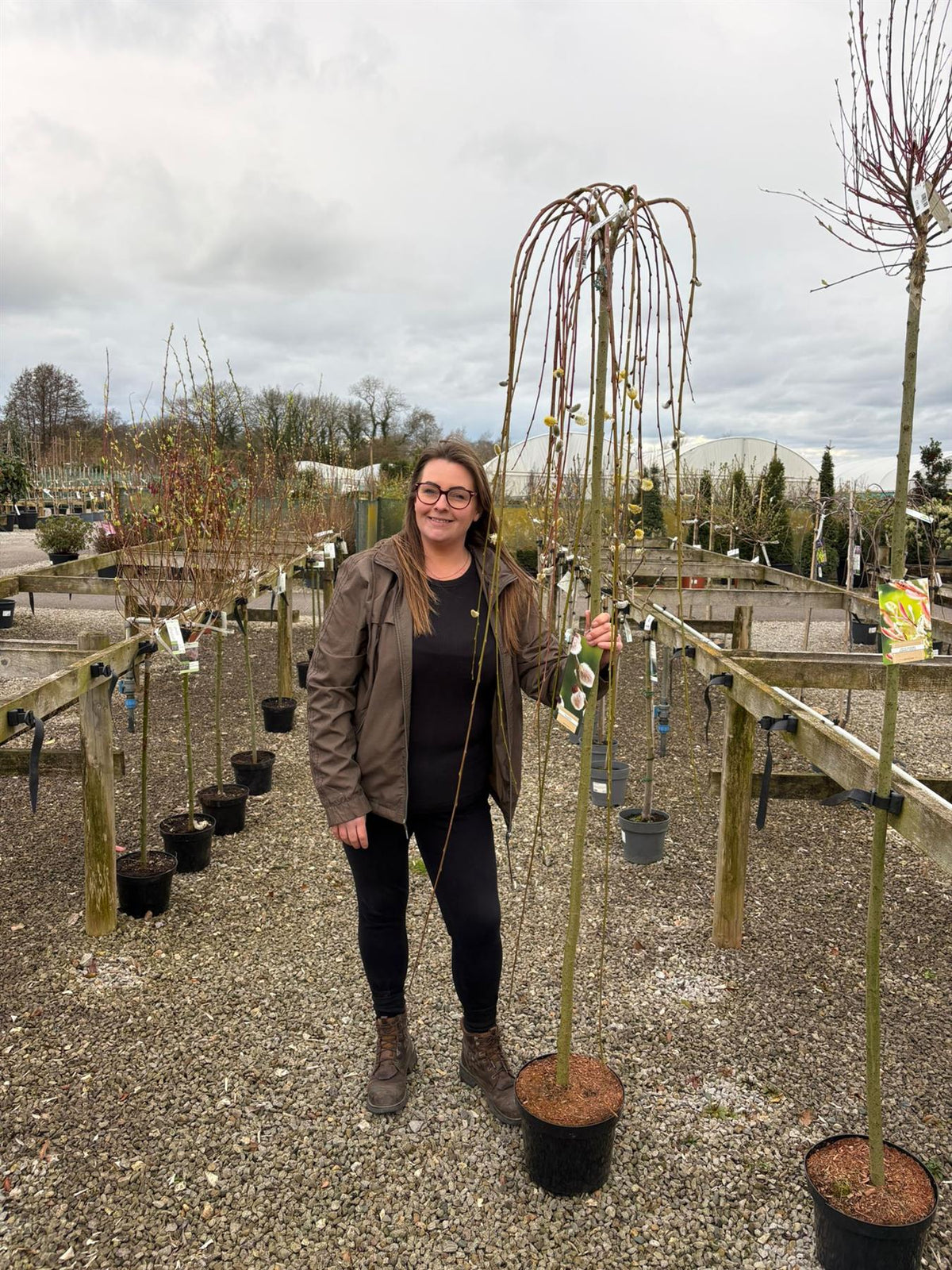 Salix Caprea Kilmarnock Standard 7.5 Litre Pot 180cm Stem