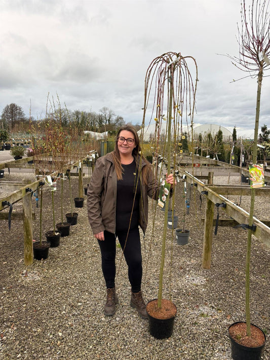 Salix Caprea Kilmarnock Standard 7.5 Litre Pot 180cm Stem