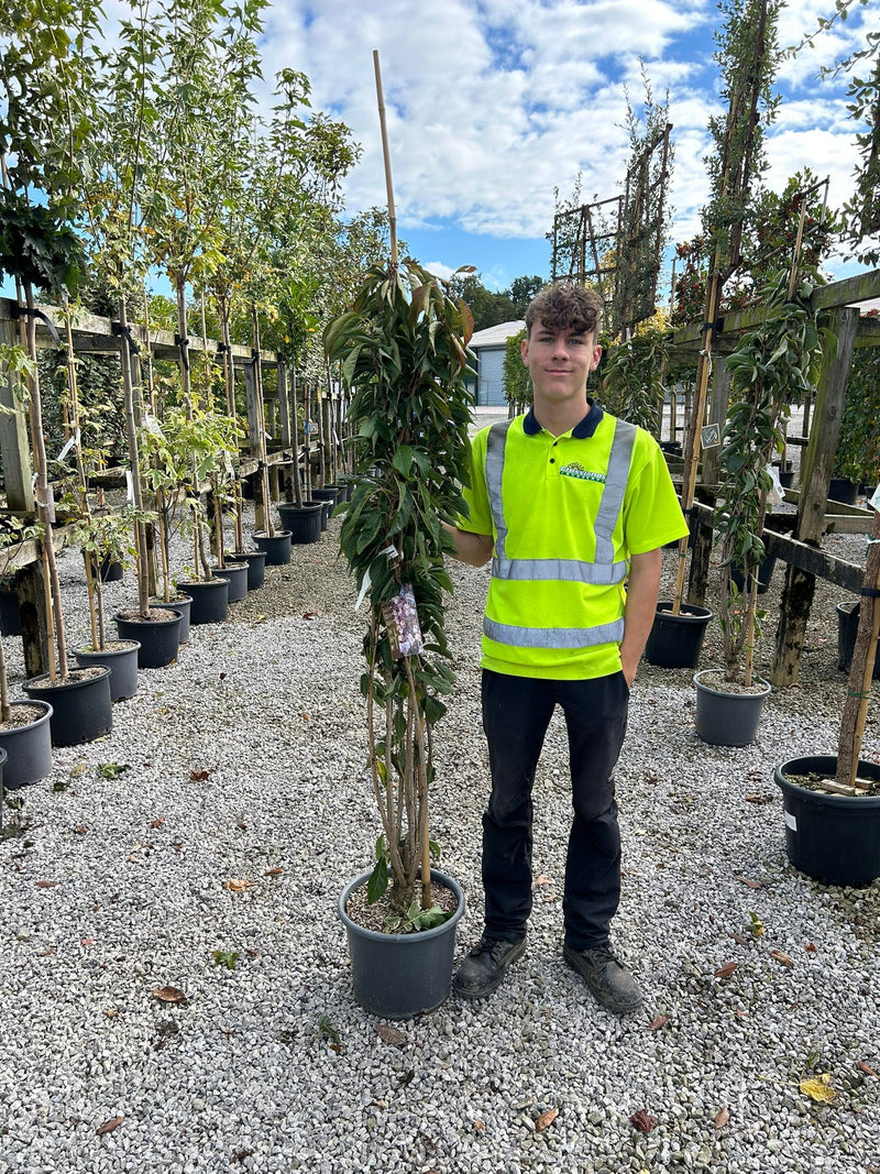Prunus Serrulata Amanogawa 30 Litre Pot