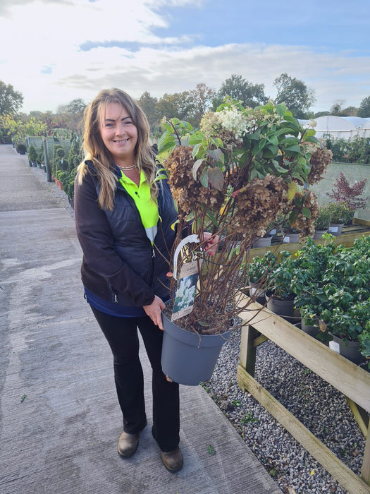 Hydrangea Paniculata Bobo 12 Litre Pot 60/80cm