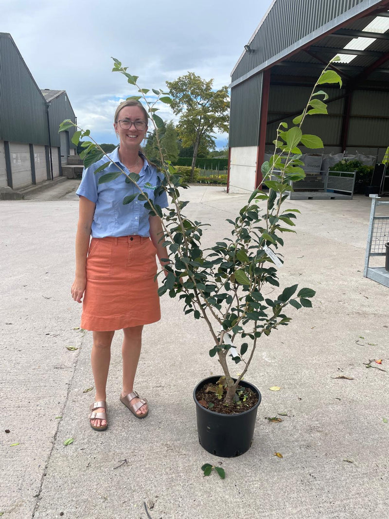 Hamamelis Rubin 20 Litre Pot 125/150cm Tall
