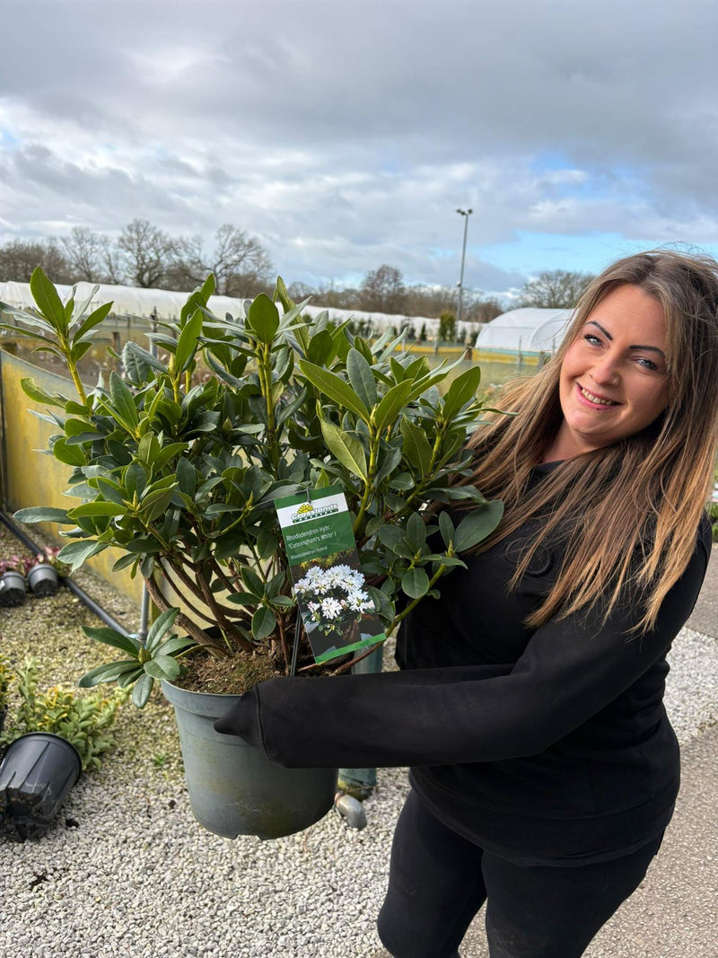 Rhododendron Hybrid Cunninghams White 12 Litre Pot