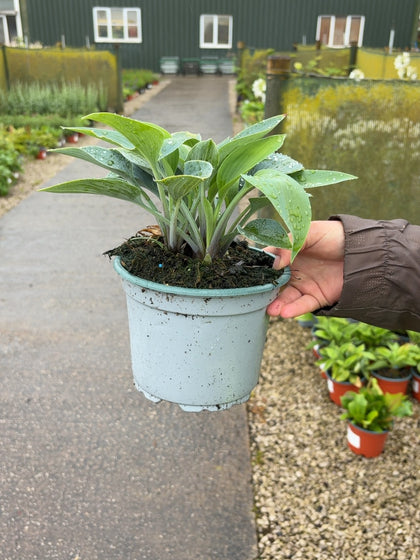 Hosta Halcyon 2 Litre Pot