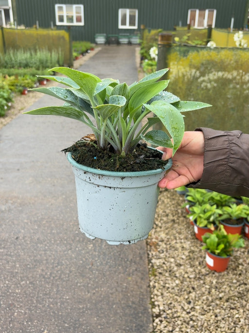 Hosta Halcyon 2 Litre Pot