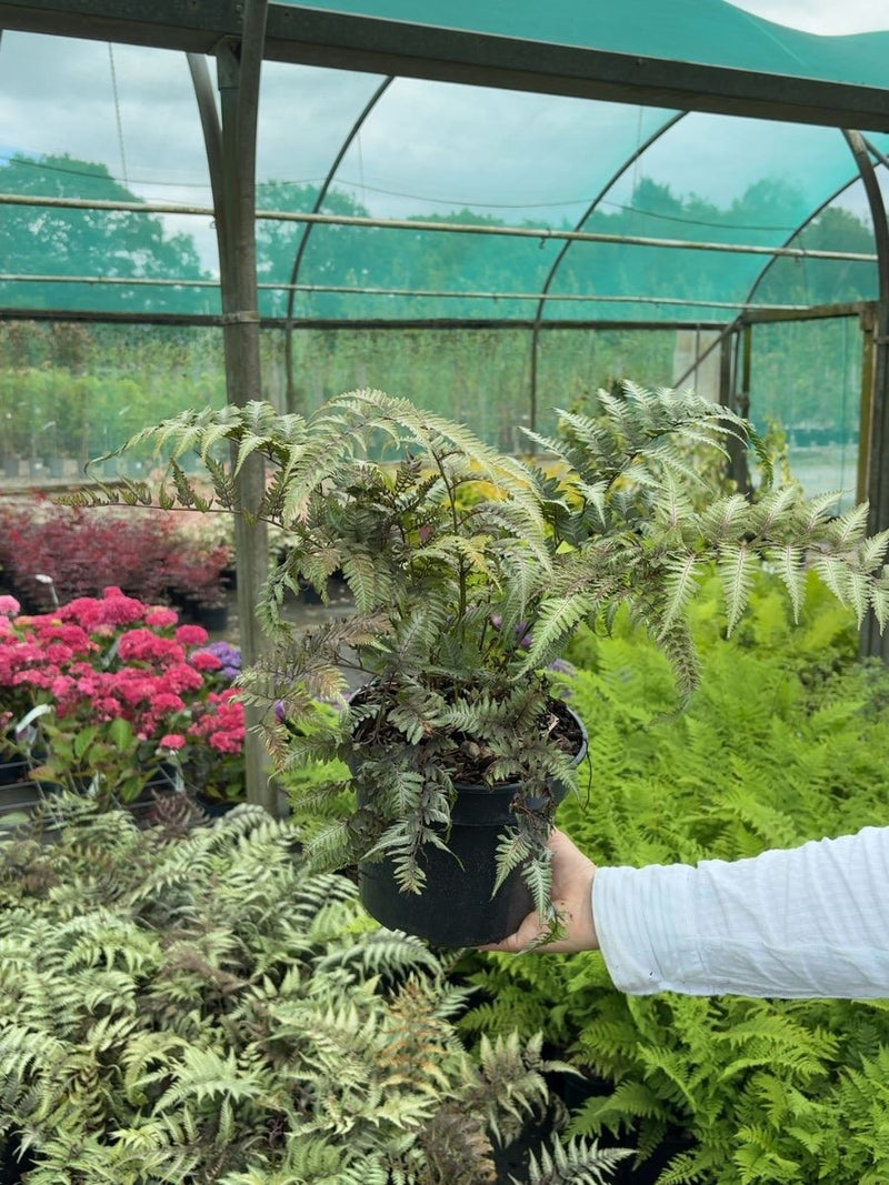 Athyrium niponicum 'Metallicum' - Japanese Painted Fern 3 Litre Pot