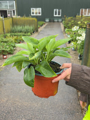 Hosta Sieboldiana Elegans 2 Litre Pot