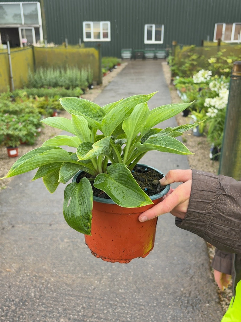Hosta Sieboldiana Elegans 2 Litre Pot