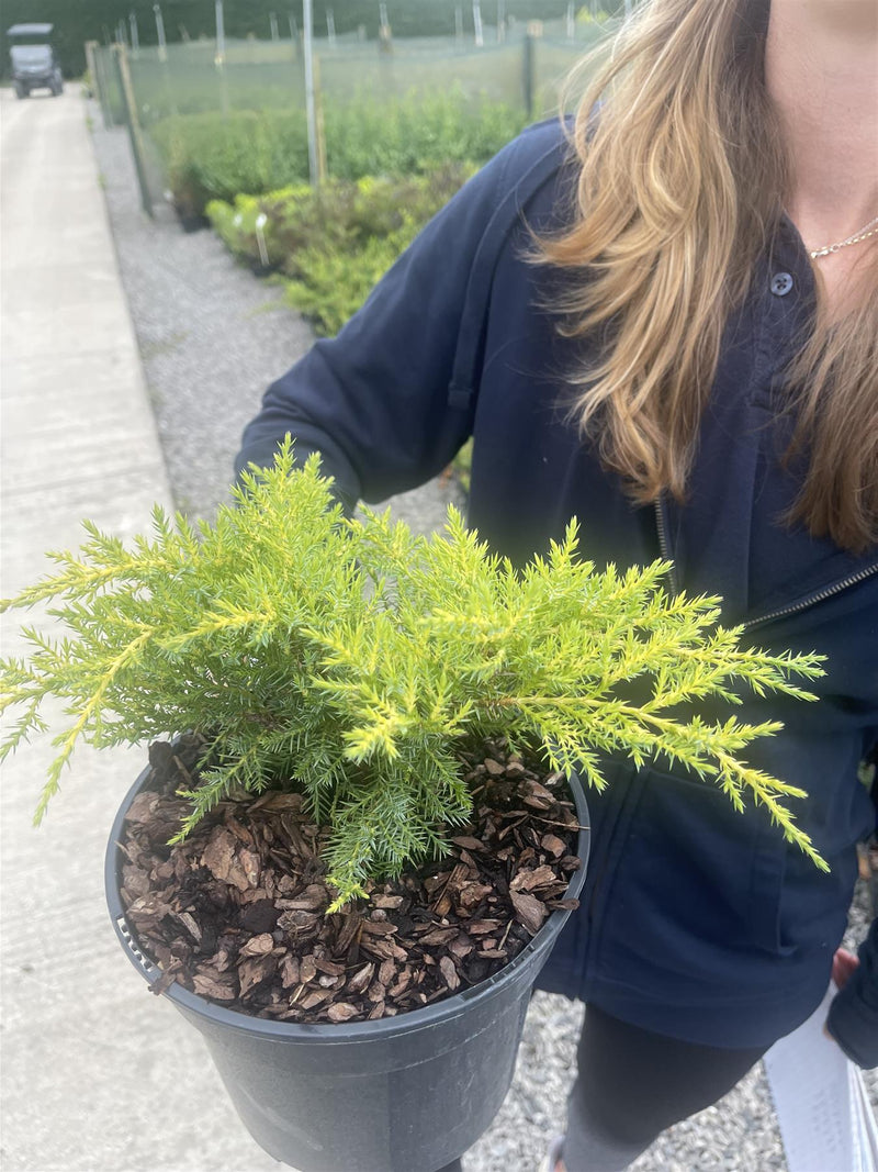Juniperus Media Gold Star 3 Litre Pot