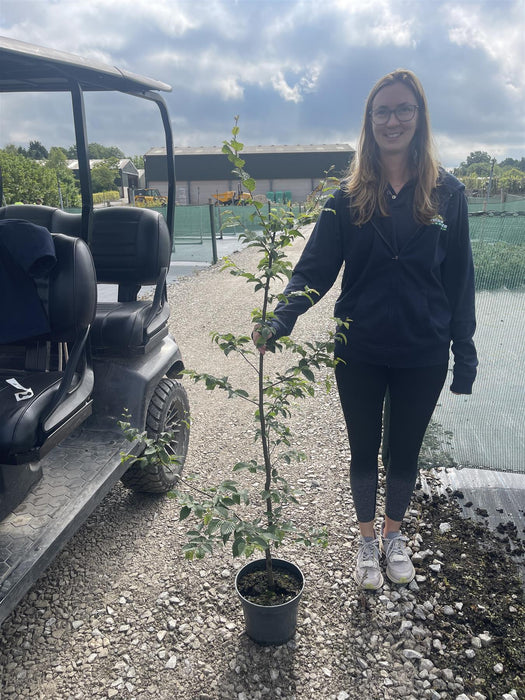 Hornbeam Carpinus Betulus 100/110 cm 5 Litre Pot