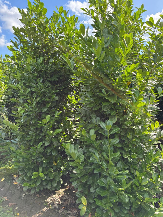 Cherry Laurel Hedging 250/300cm Root Ball Delivery From December