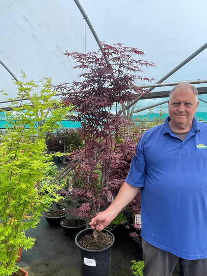 Acer Palmatum Bloodgood 12 Litre Pot