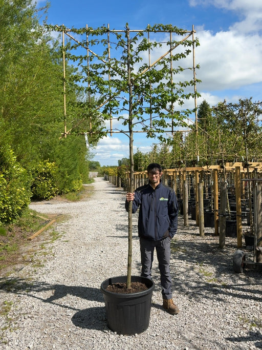 Carpinus B. Pleached 12/14cm G, 180cm Stem, 150cm wide x 120cm tall Ready June