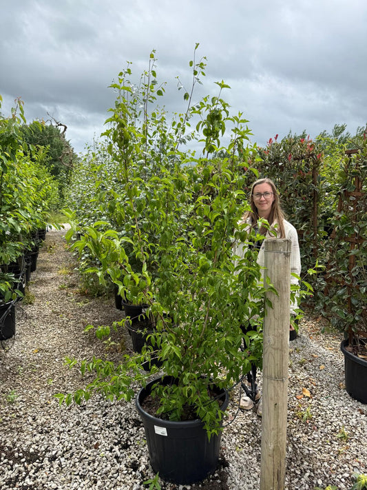 Cornus Mas Multi Stem 150/175cm Root Ball Delivery November Onwards