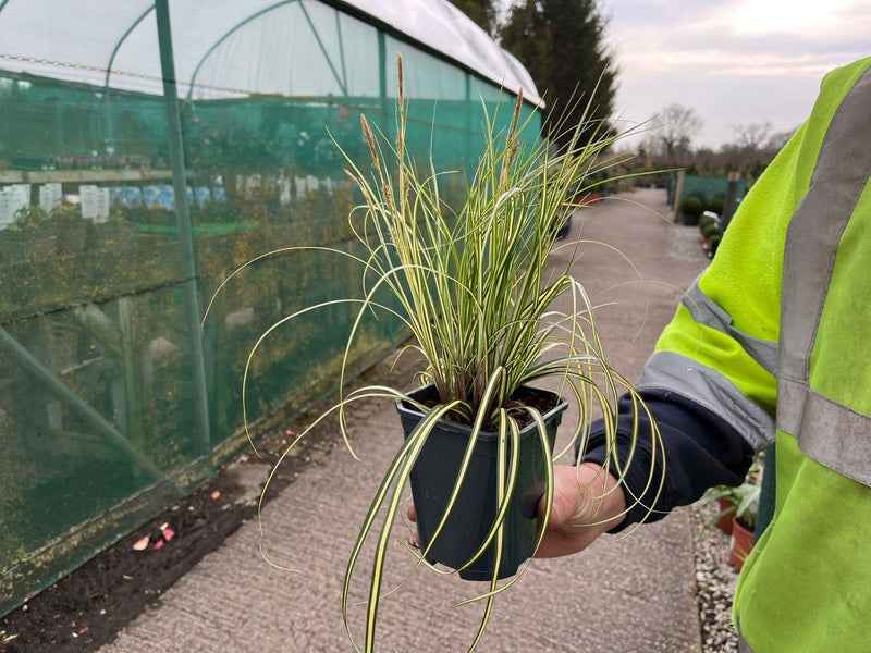 Carex Evergold 8cm Pot