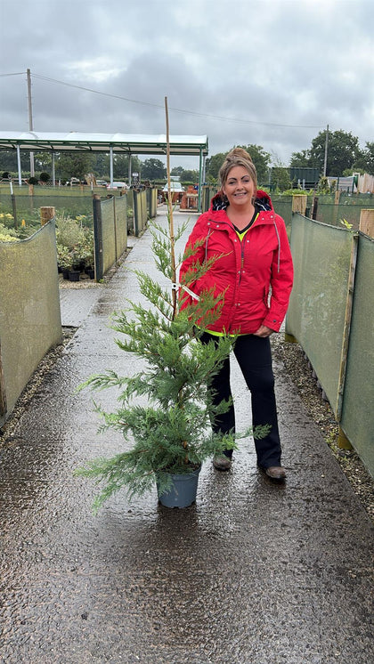 Green Leylandii Hedging 7.5 Litre Pot 130-150cm