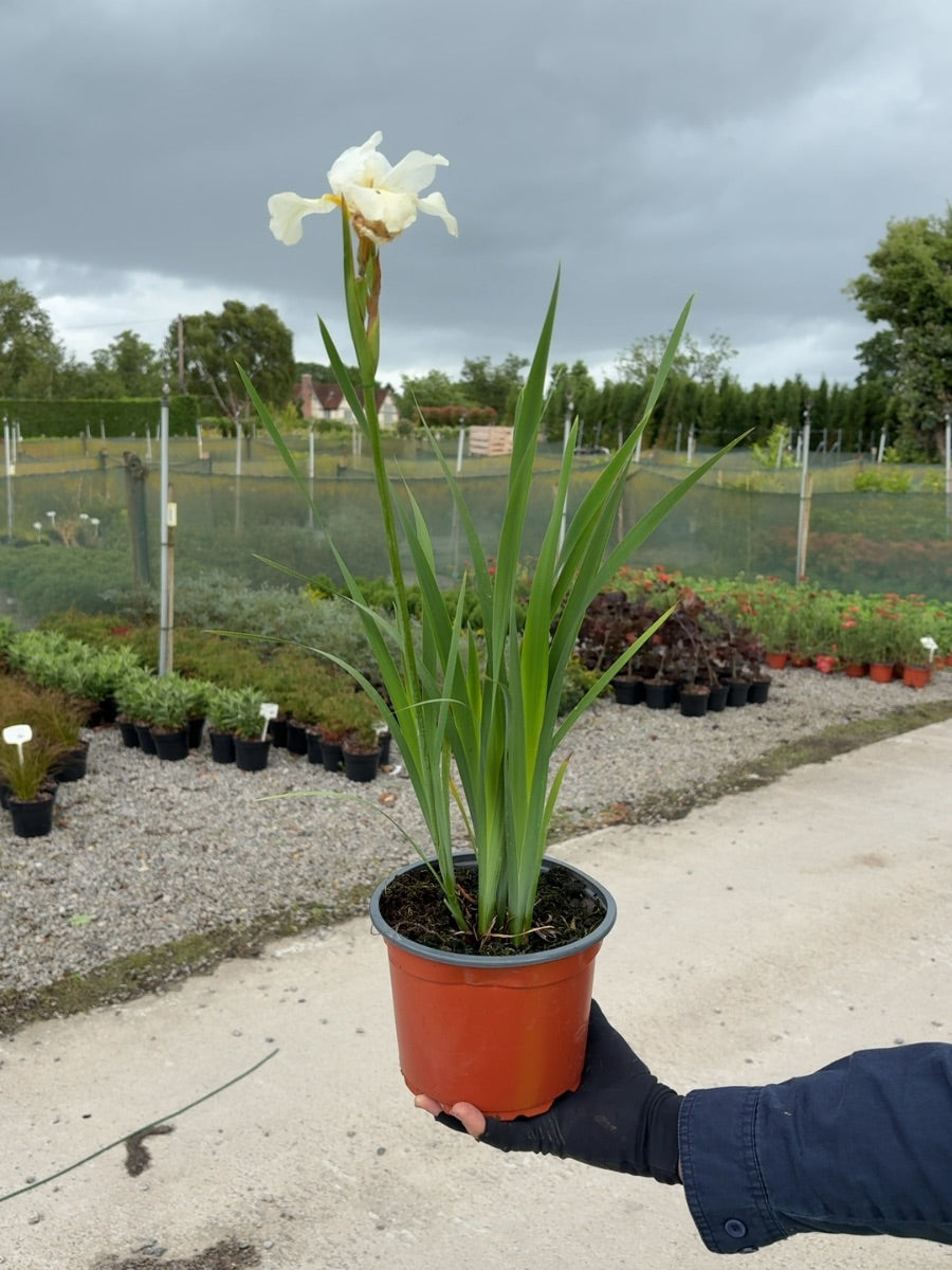 Iris Sanguinea Snow Queen 2 Litre Pot