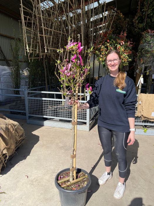 Magnolia Susan 25 Litre Pot Half Standard