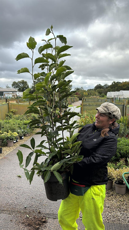 Magnolia Soulangeana 12 Litre Pot 125/150cm
