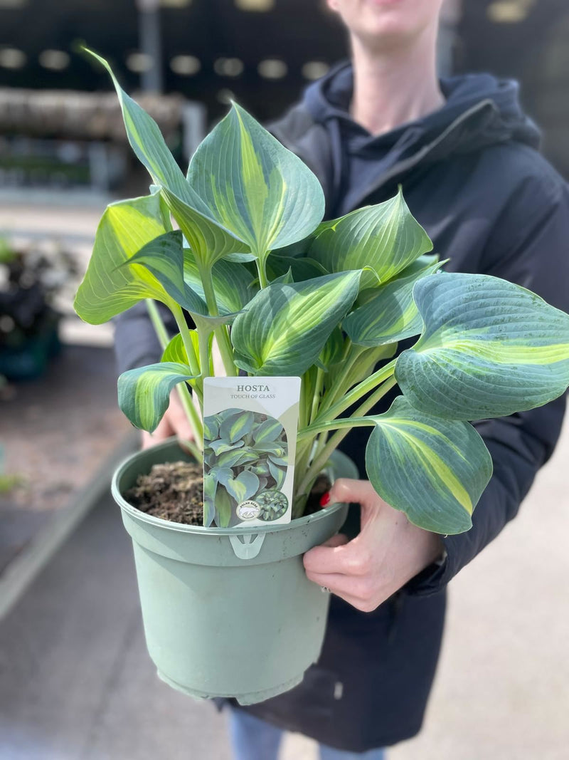 Hosta Touch of Glass 5 Litre Pot