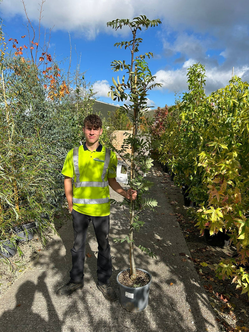 Sorbus Aucu. Fastigiata 30 Litre Pot