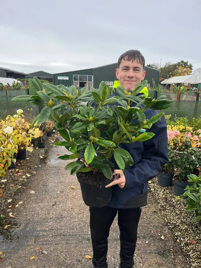Rhododendron Hybrid Eucharitis 5 Litre Pot
