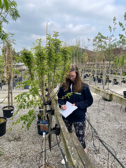 Amelanchier October Flame Half Standard 25 Litre Pot