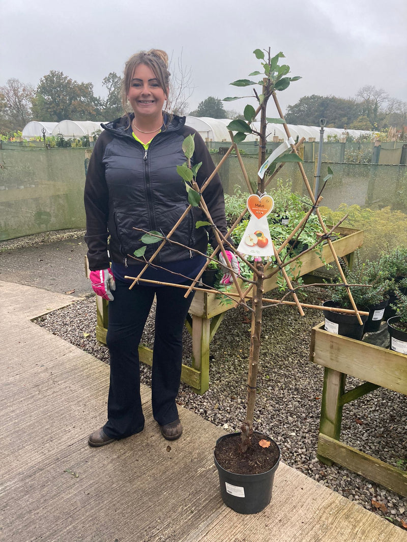 Apple James Grieve 7.5 Litre Pot Fan Trained
