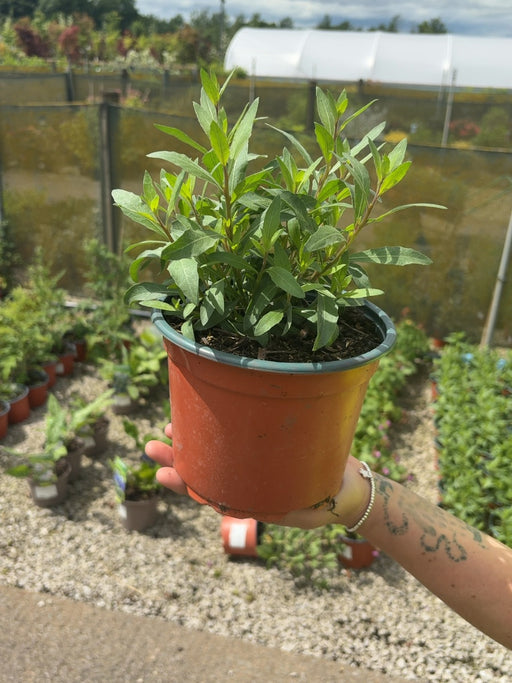Gaura Whirling Butterflies 2 Litre Pot