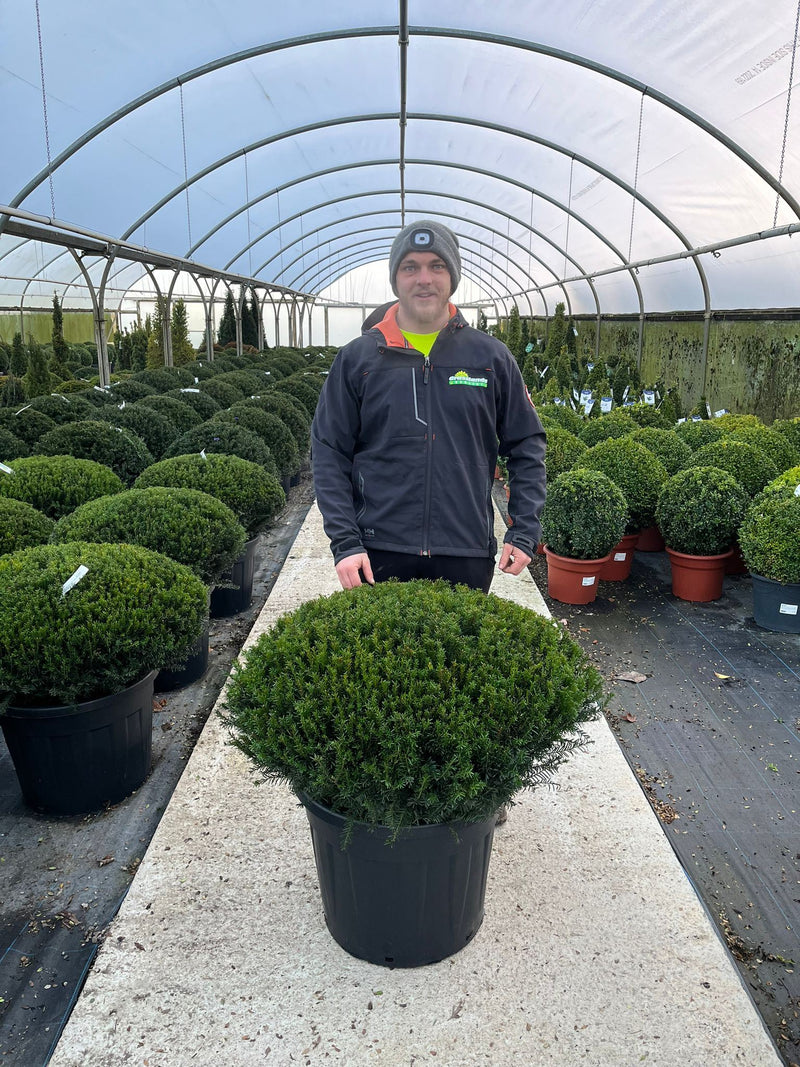 Taxus Renkes Kleiner 100cm Dome