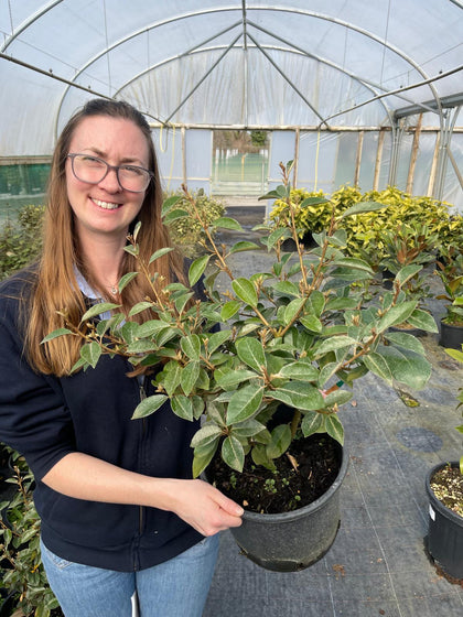 Elaeagnus x Ebbingei 7.5 Litre Pot 40/50cm High Very Bushy