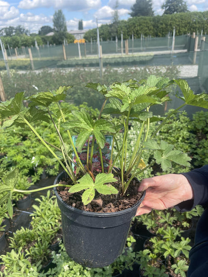 Astrantia Major Rubra 3 Litre Pot
