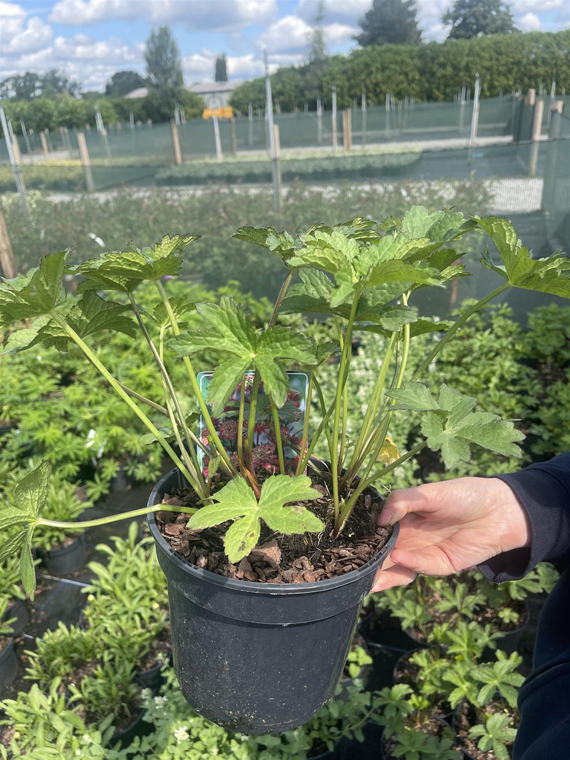 Astrantia Major Rubra 3 Litre Pot