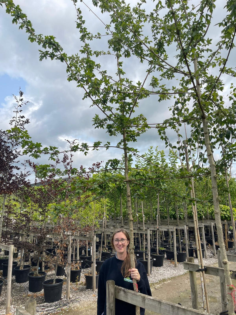 Acer Campestre Standard 10-12cm Girth