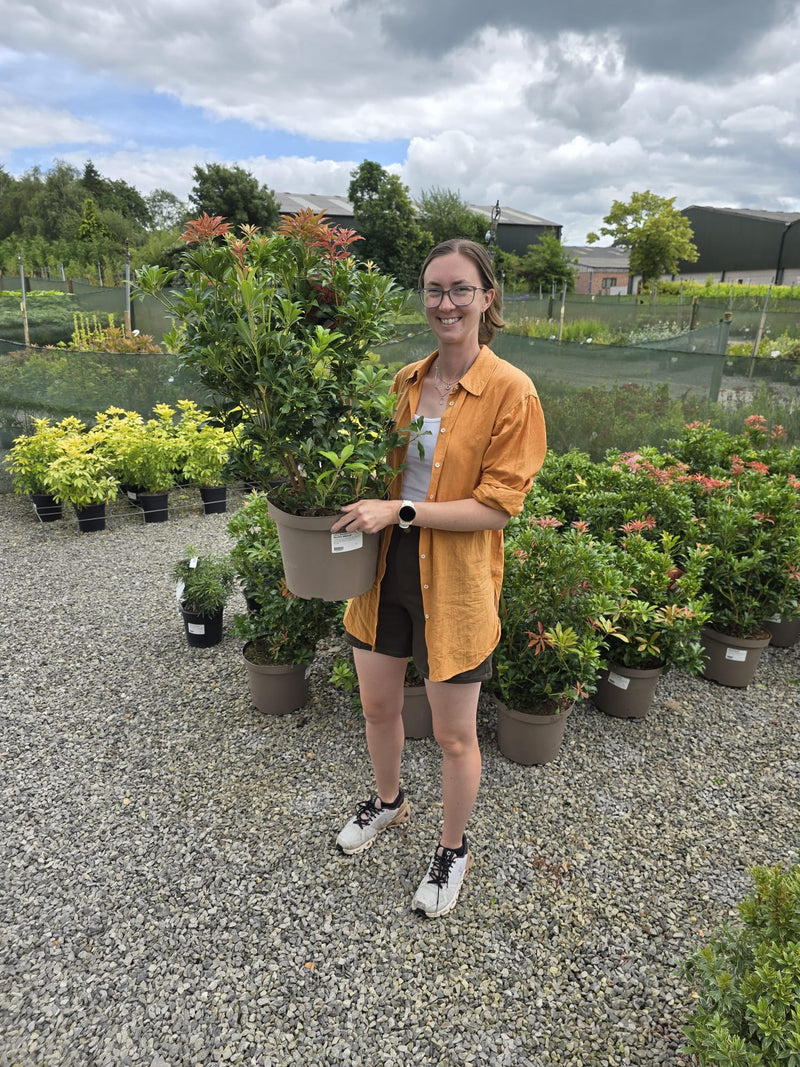 Pieris Japonica Mountain Fire 10 Litre Pot