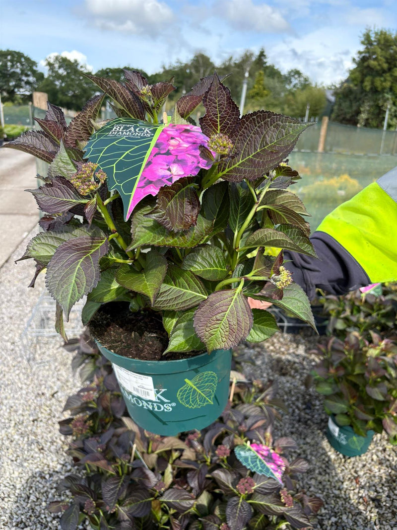 Hydrangea Black Diamonds Red Angel Purple 5 Litre Pot