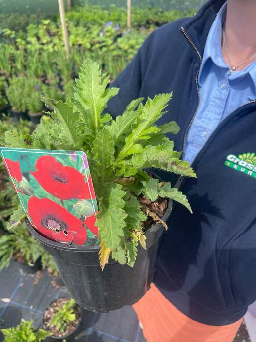 Papaver Beauty of Livermere 11cm Pot