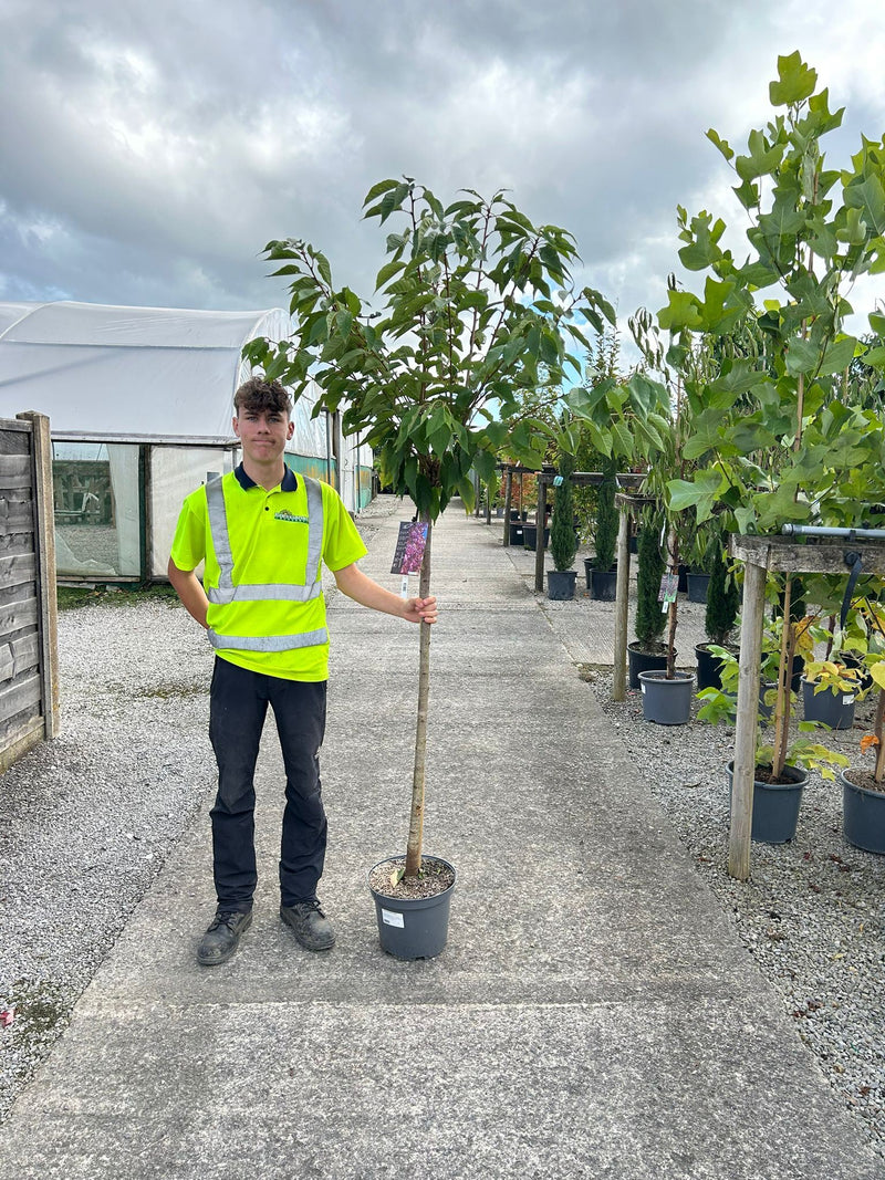 Prunus serrulata Kanzan 10 Litre Pot