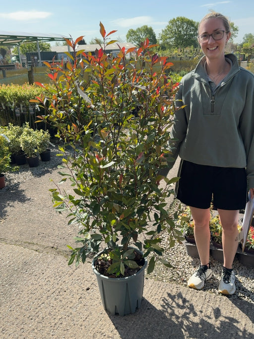 Photinia Carre Rouge 18 Litre Pot 100-120cm