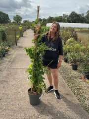 Campsis Golden Trumpet 12 Litre 150/175cm