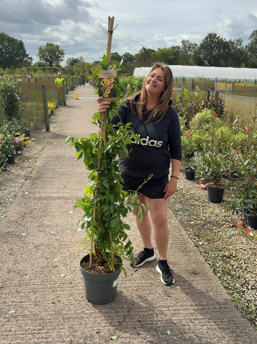 Campsis Golden Trumpet 12 Litre 150/175cm