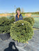 Yew Or Taxus Baccata Ball 95/100cm Root Ball