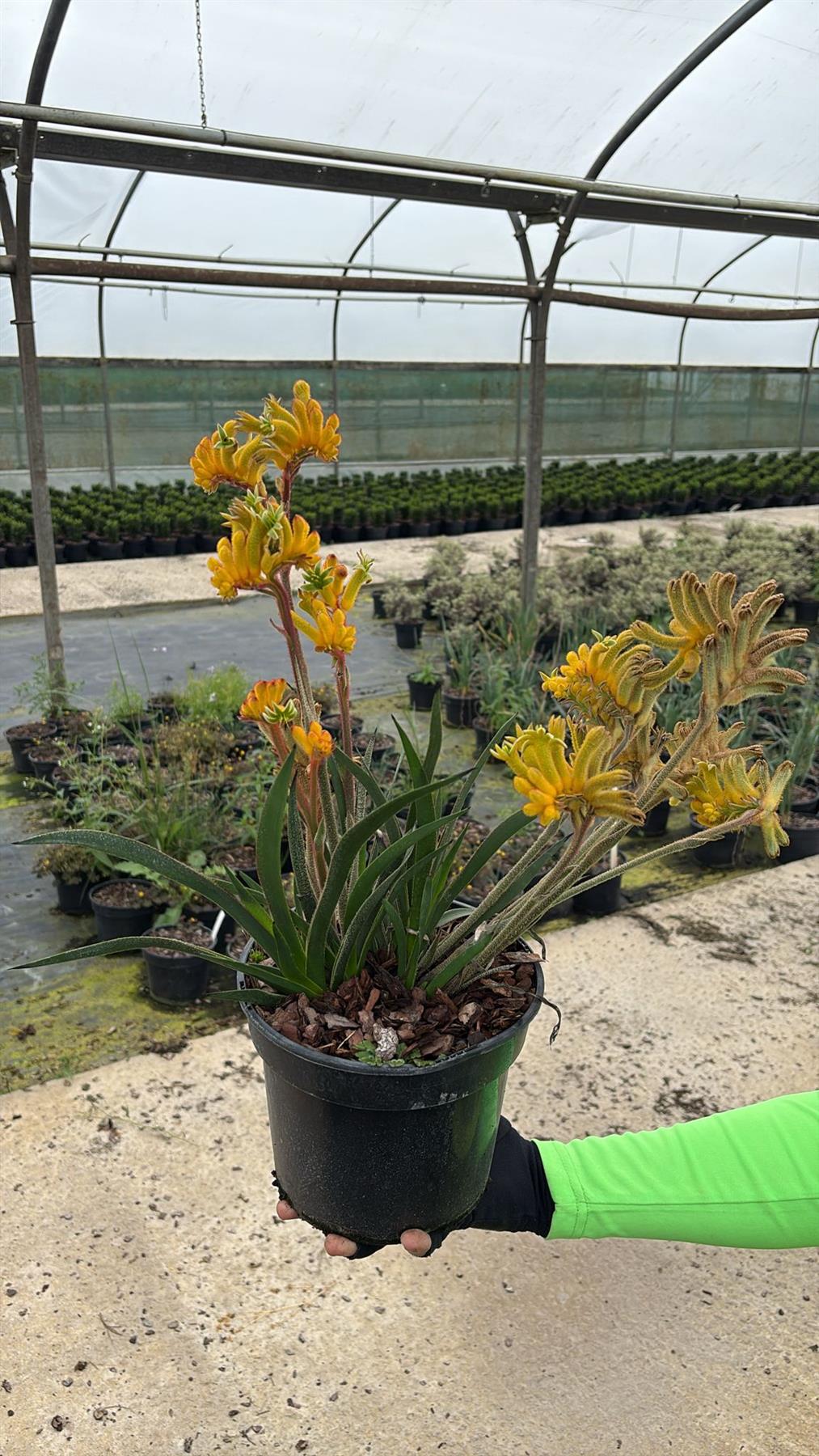 Anigozanthos Bush Fire 3 Litre Pot