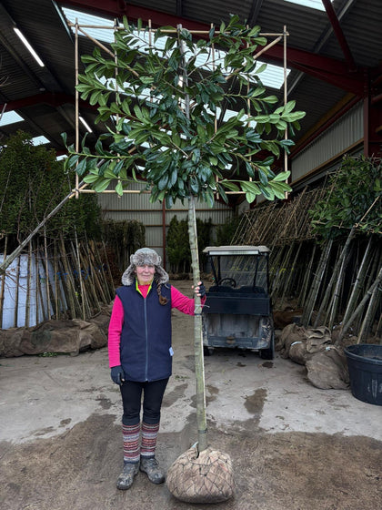 Prunus Novita Pleached 12/14cm G 180cm St, 120cm H x 150cm W